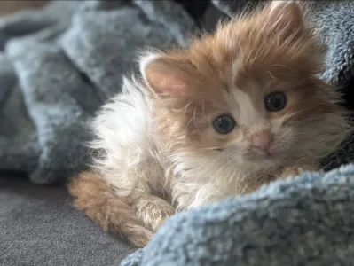 The needs never diminish at The Cat Hut